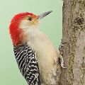 Red-Bellied Woodpecker (matted print 8x12) JAH-14-170